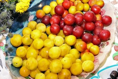 Из-за жары слива в Сочи созрела раньше, но выросла мелкой Мария Бородина