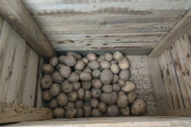 Положите эти 2 листочка в ящик: свежая картошка сохранится в погребе до весны и нет запаха ИА SochiMedia