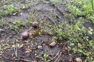 В ноябре 1 ст.л в воду - и слизни уйдут восвояси: спасение будущего урожая от вредителей фото автора