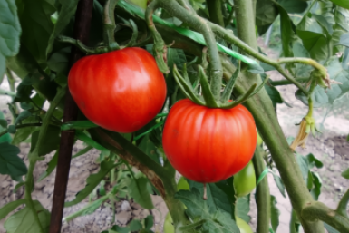 Сажаю эти томаты каждый год - растут сами, как сорняк: урожайность зашкаливает — плоды мясистые и сладкие Qwen