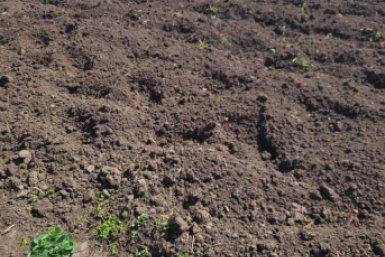В ноябре раскидываю 20 г на квадратный метр - и весной почва мягче пуховой перины: урожая в 2 раза больше фото автора