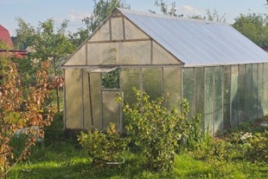 Сильнее и дешевле яда: тепличная белокрылка пропадет без вести - урожай под надежной защитой фото автора