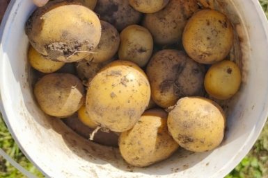 Картофель Автора