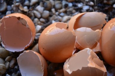 Яичная скорлупа, банановая кожура и кофе: как кухонные отходы заменят дорогие удобрения pxhere.com