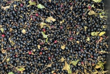 Как правильно обрезать смородину, чтобы получить 35 кг ягод с четырех кустов ИА SochiMedia