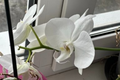  ИА Stavropol.Media