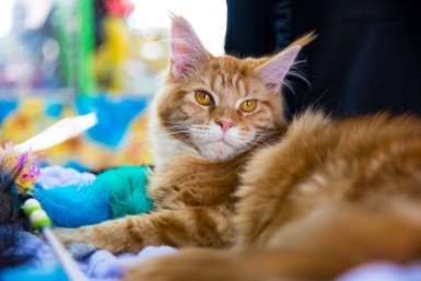 Беру коробку как игрушку - и получаю счастливую кошку Илья Аверьянов, ИА PrimaMedia.ru