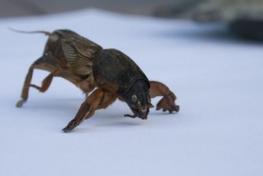 медведка pxhere.com