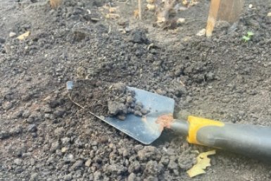 Дачники, сохраняйте: посадите этот сидерат весной, и он заменит грузовик навоза - земля, как перина ИА SochiMedia