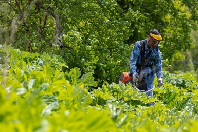 Борщевик Сосновского пресс-служба администрации Южно-Сахалинска
