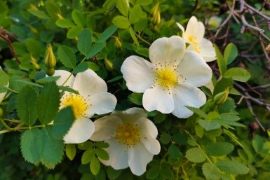 Шиповник ИА KrasnodarMedia