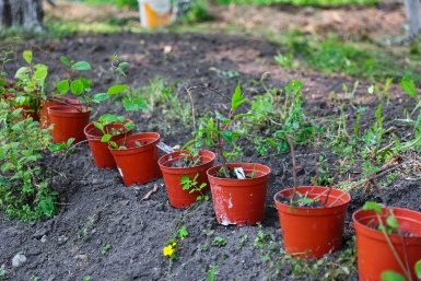Россиян предлагают не штрафовать за самостоятельное озеленение дворов Илья Аверьянов, ИА Primamedia
