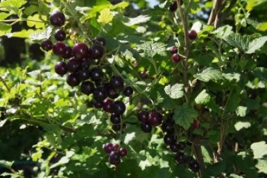 Смородина засыплет урожаем — и все благодаря этому завтраку: 3 способа накормить кусты весной