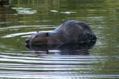 Бобрами лучше любоваться с расстояния wikipedia.org