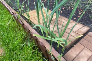 С 16 апреля – мечта чеснока: одну ложку в воду и льем на грядку – иначе головки с орех