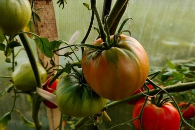 Киньте 1 ложку в лунку – томаты сладкие как мед: внутри не водянистые