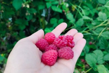 В апреле малина только этого и ждет: 1 стакан под куст — и летом малинник весь красный от ягод