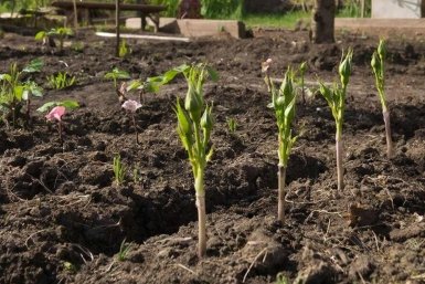 Саженцам роз в апреле - важнее воды и воздуха: 1,5 кг, 1 ложка и 30 г - схема подкормки
