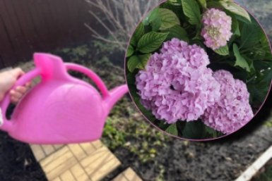 Гортензии в апреле - первым делом: 20 г на 10 л воды - цветет шапками до морозов