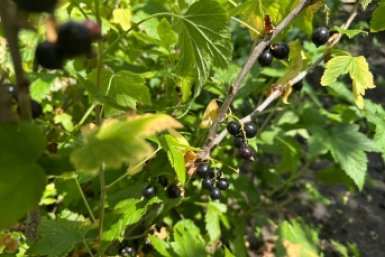 3 пшика на кусты - почковый клещ удирает: смородины больше на 70%