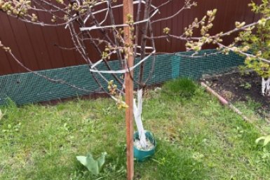 Яблоню весной опрыскиваем 4 раза - схема: иначе плодов совсем мало