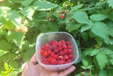 Устанете собирать малину: 30 г в воду и под куст - витаминная бомба