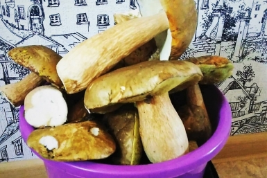 Грибы ИА EAOMedia