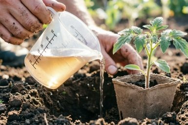 За сутки до высадки томатов – непременно: 200 мл в лунку – и с куста собираем по 15 кг