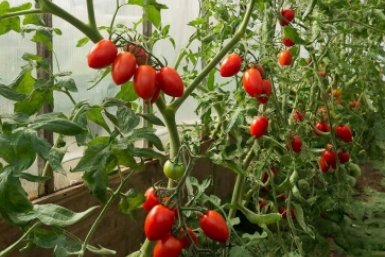 В теплице порядок, а не заросли — 3 проверенные схемы: сажайте помидоры так и собирайте урожай тазами