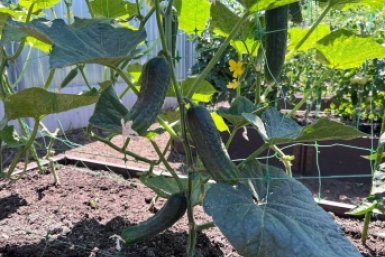 Тематическое фото ИА SochiMedia