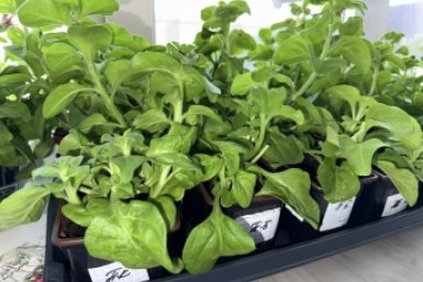 2 таблетки - рассада прет без фитоламп: стебли толщиной с палец