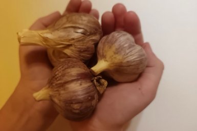 1 апрельская подкормка — и чеснок радует крупной, здоровой головкой, а не жёлтыми перьями