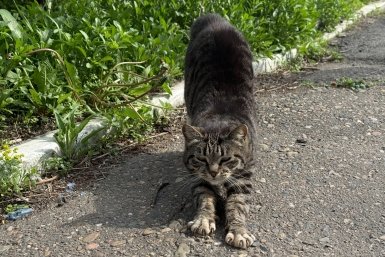 Ветврач рассказал, чем на самом деле опасна уличная зелень для домашних питомцев Кудрявцева М. П., ИА UssurMedia.ru