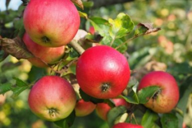 Опрыскиваем яблони и груши каждые 10 дней – и парша отступает: плоды крупные, сладкие, без единой трещинки