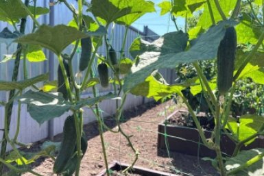 Не сорт, а мечта дачника: эти огурцы стабильно радуют урожаем - хрустят, не горчат и плодоносят до сентября