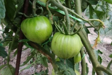 Не соседи, а таблетки для роста: сажаем с томатами, и плоды мясистые