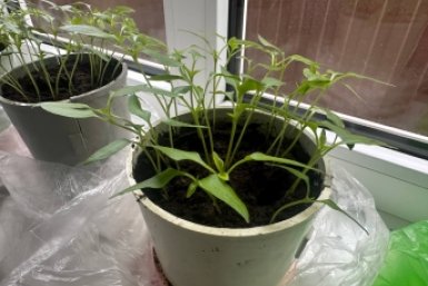 3 листочка - и рассада толщиной с палец: поливаем раз в 7 дней