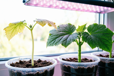 Если огурцы рвутся из горшков — спасение есть: 1 грамм на 1 литр этого "чуда" держит рассаду в узде