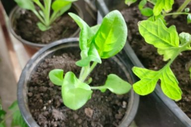 Беру торфяную таблетку — и перец догоняет февральскую рассаду соседей: 3 совета агронома