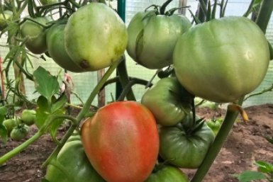 Кладем 2 горсти в лунку при высадке – и помидоры не болеют: кусты плодоносят вплоть до октября