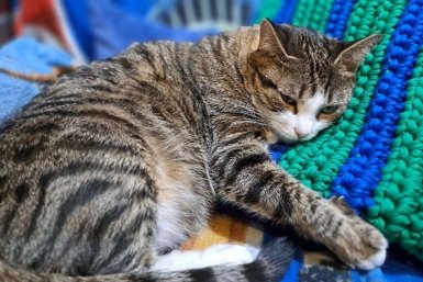 Депутаты хотят приучить людей к настоящей ответственности за тех, кого приручили Ольга Костенко, ИА UssurMedia