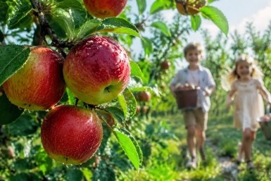 Хватит кислого разочарования: 4 подкормки превращают яблоню в щедрый конвейер — плоды и на варенье, и в пироги