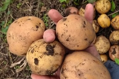 7 самых урожайных сортов картошки: клубни до 200 г, лёжкие и вкусные — для супа, пюре и жарки