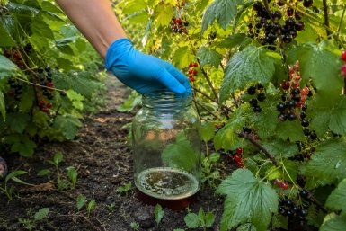 Муравьи, тля и слизни ловятся сами: Ставлю банку с пойлом между грядками — все вредители там