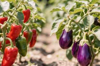 3 правила для перцев и баклажанов в августе: Никакой серой гнили, плоды вкуснее некуда