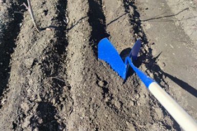 Сажаю 5 сидератов после чеснока и лука — и земля плодороднее чернозема: через год урожай тоннами гребу