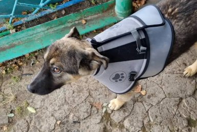 В Усть-Куте щенок лайки отвлек медведя на себя и спас хозяев ветклиника Усть-Кутского филиала Киренской СББЖ