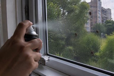 Клопы-вонючки лезут в дома: вредители продвигаются по регионам на 150 км в год