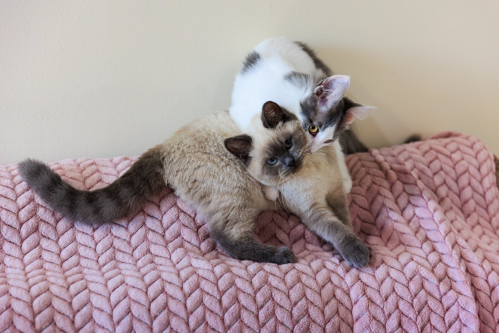 Кошка делает то, что велит инстинкт Яна Гайдук , ИА PrimaMedia