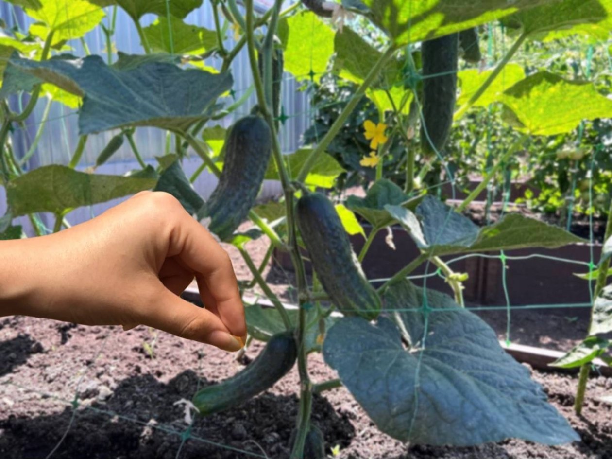 Не вянут, не темнеют и всегда свежие: с 9 июня щепотка на корень и огурцы растут по 600 гр ИА SochiMedia